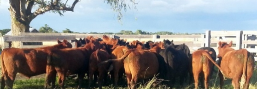 Bagé sedia 76ª Etapa do Fórum Permanente do Agronegócio em abril