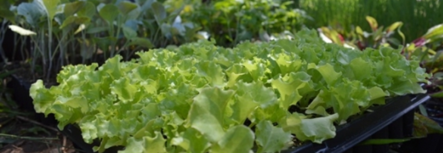 Produtores do Hortifruti legal terão espaço no Mercado do Produtor em Camapuã