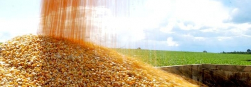 USDA anuncia venda de 250 mil t de milho nesta 5ª feira