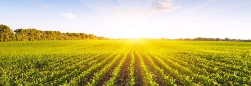 Clima é o maior vilão da safra no Mato Grosso do Sul