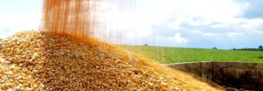 No Paraguai, milho safrinha deverá alcançar 1 milhão de hectares