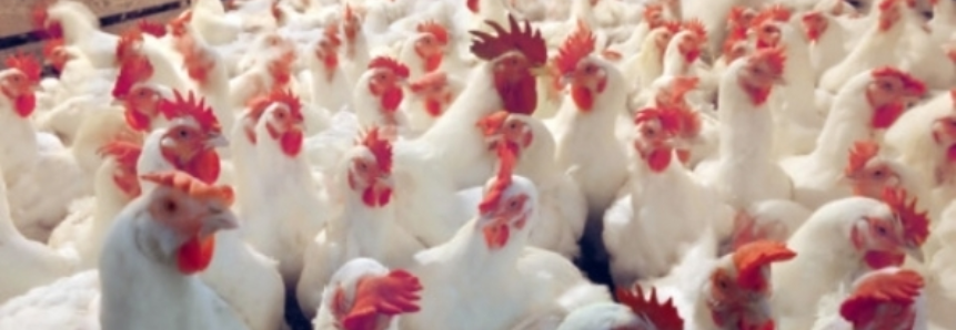 Governo e avicultores viabilizam testes de triagem no Lanagro