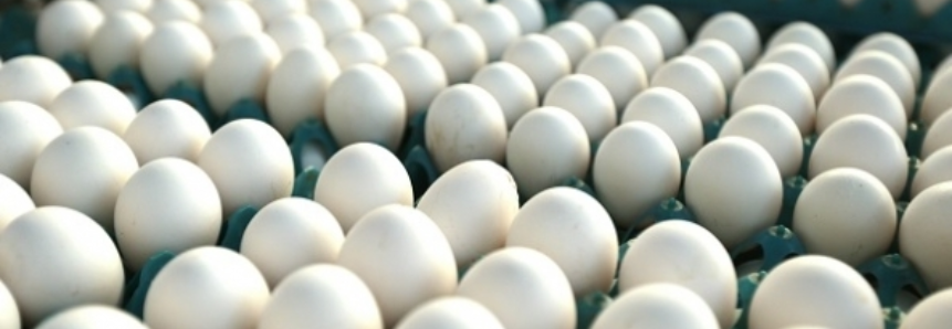 Altas de preços dos ovos na granja e no atacado