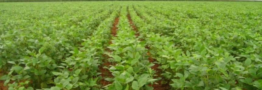 Aumento na safra faz produtores terem dificuldade para vender feijão no Paraná