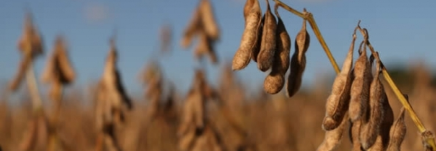 Colheita atinge 16,25% da área de soja em Mato Grosso