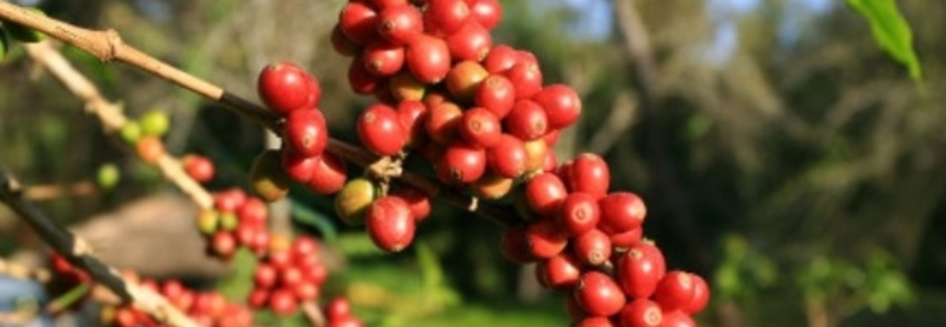 Fazendas usam novas técnicas para impulsionar produção de café em Minas Gerais