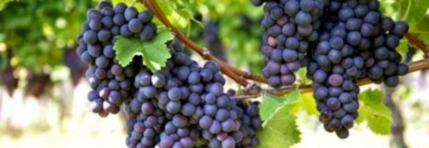 Agricultor gaúcho investe no plantio de uva em Mato Grosso e comemora resultados