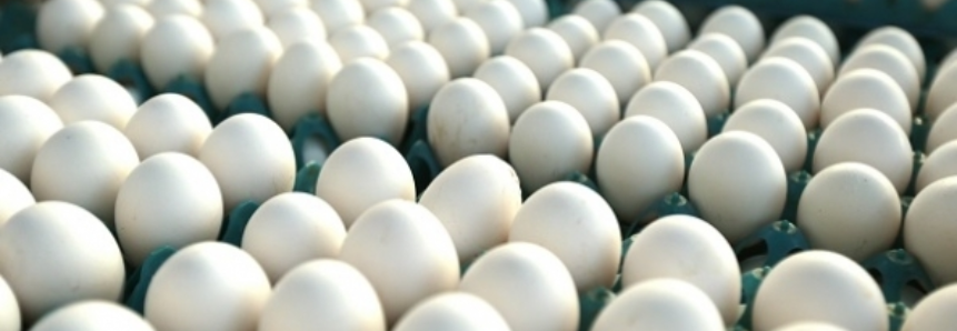 Exportação de ovos comerciais em dezembro e no acumulado de 2016