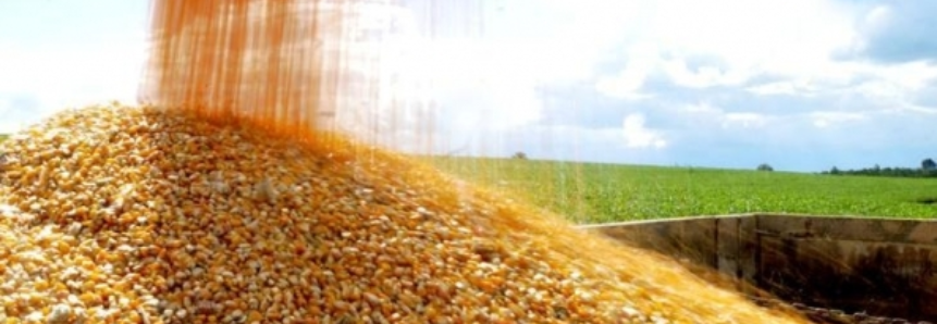 Futuros do milho seguem estáveis à espera de novidades