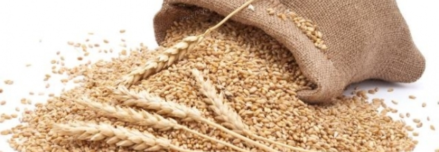 Egito compra 410 mil t de trigo da Rússia