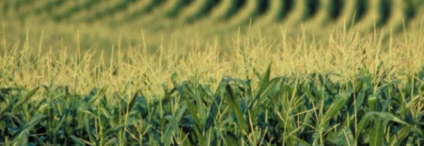 Colheita do milho atinge 19% da área no Rio Grande do Sul