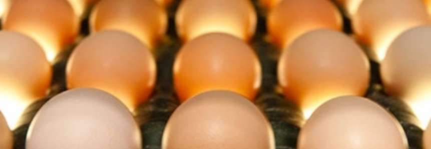 Vendas externas de ovos férteis recuaram 3,5% em 2016