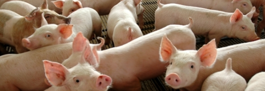 Santa Catarina: Exportações de carne suína atingem maior índice da última década