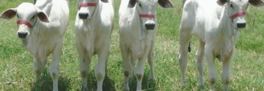 Número de bovinos abatidos mais jovens tem quinto aumento em Mato Grosso