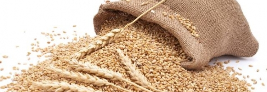 Argentina deve exportar 15% a mais de trigo neste ano