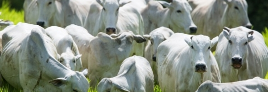 Rebanho bovino em MT cresce 3,3% em relação ao ano passado e pode aumentar pressão sobre as cotações