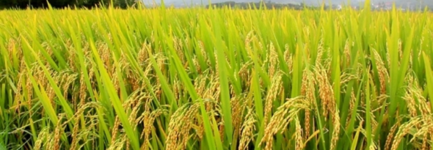 Arroz: Baixa disponibilidade sustenta preços do arroz no Rio Grande do Sul