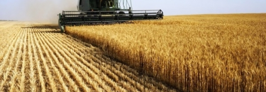 Safra espetacular de trigo vira dor de cabeça para produtores