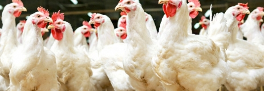 Queda no preço do frango nas granjas paulistas