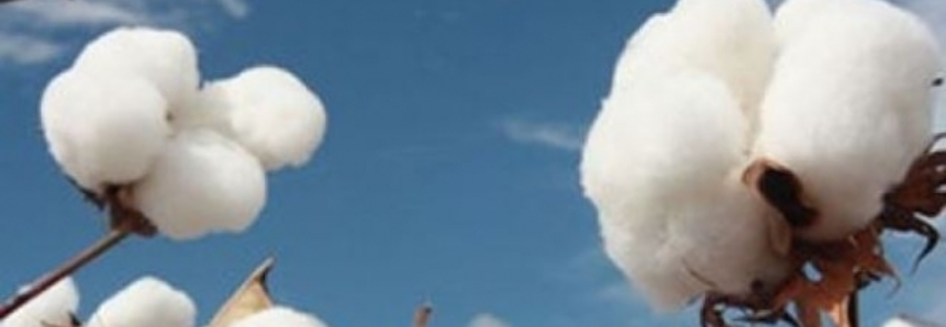 Mato Grosso comercializou 89,6% da última safra de algodão, aponta Imea