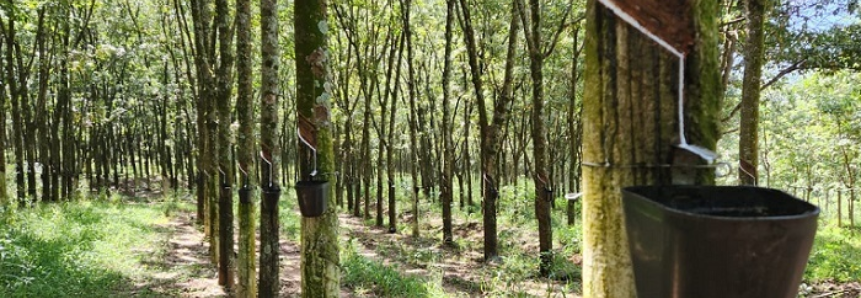 Setor florestal defende aumento da alíquota de importação da borracha natural