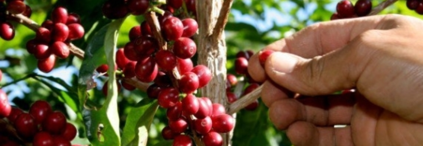 Defensivos agrícolas ganham registro definitivo para combate à broca do café