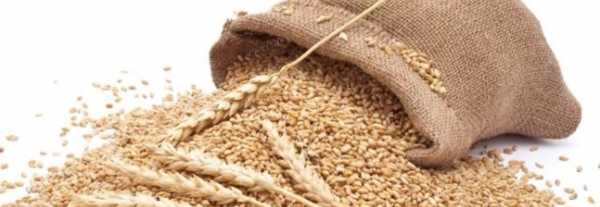 Conab negocia 81% da oferta de apoio à comercialização de trigo