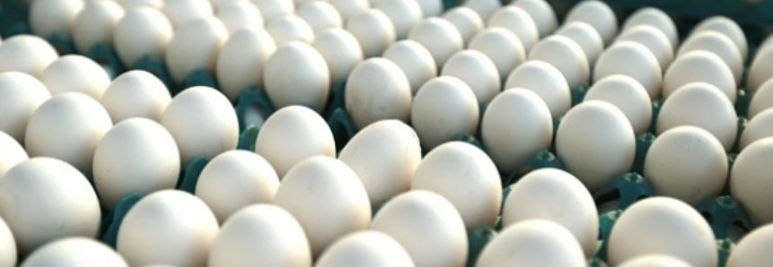 Firmeza no mercado de ovos extras deu suporte a novo reajuste