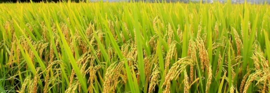 Oferta e demanda de arroz mais ajustados no primeiro semestre