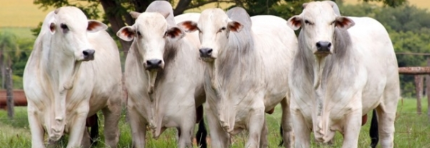 Brasil exporta 282,3 mil cabeças de bovinos vivos em 2016