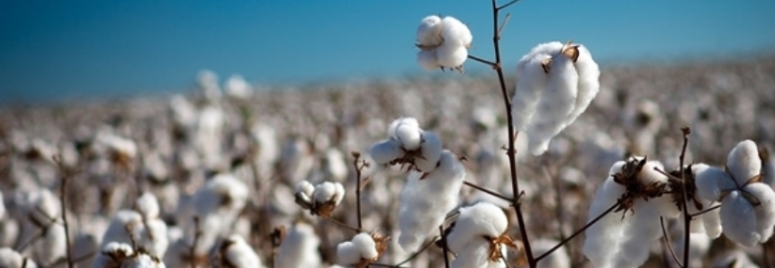 Empresa egípcia quer vender algodão ao Brasil