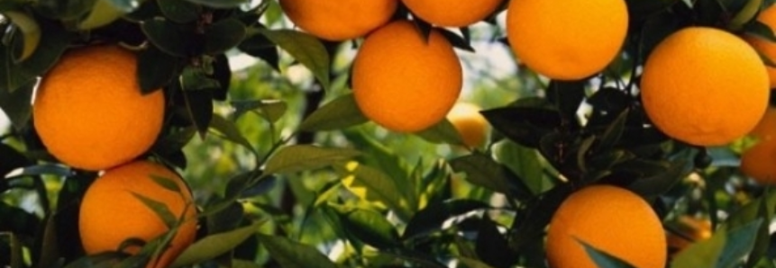 Estimativa de safra de laranja da Flórida cai um milhão de caixas e deve ser de 71 milhões de caixas
