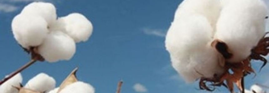 Plantio do algodão atinge 23,27% da área em Mato Grosso