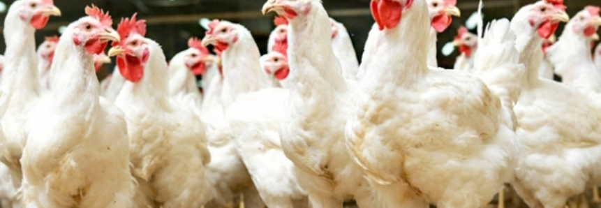 VBP do frango aumentou 200% neste século; o do ovo, mais de 150%