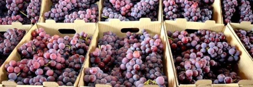 Igrejinha/RS prevê colheita de até 150 toneladas de uva