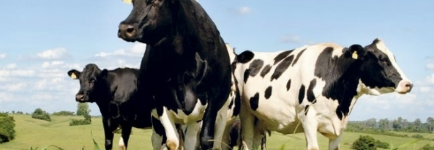Custo de produção da pecuária leiteira subiu neste início do ano