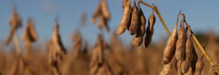 Paraná tem lavouras de soja em maturação, mas Deral ainda não registra colheita