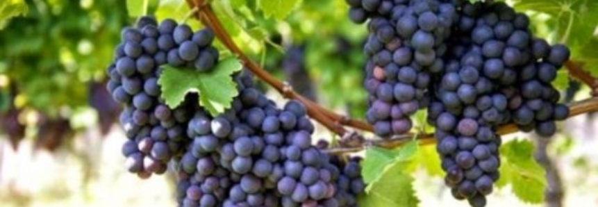 Safra de uva na Serra Gaúcha será acima da média