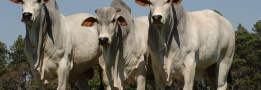 Criadores de gado têm até o dia 31 deste mês para prestar contas sobre movimentação do rebanho