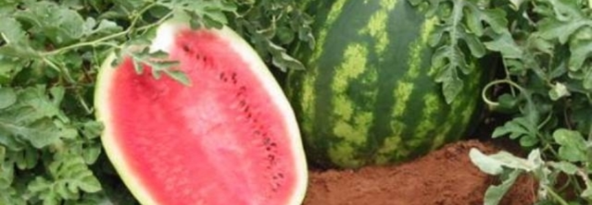 Produção de melancia está em fase de colheita no Rio Grande do Sul