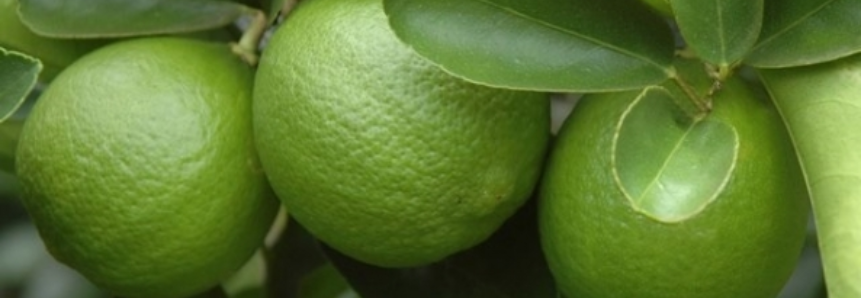 Citrus: Em pico de safra, preços da tahiti caem em São Paulo