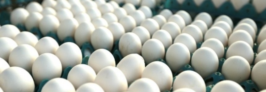 Ovos: Cotações iniciam ano em queda, aponta Cepea