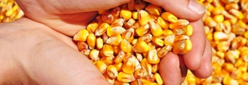 Colheita do milho atinge 10% da área no Rio Grande do Sul