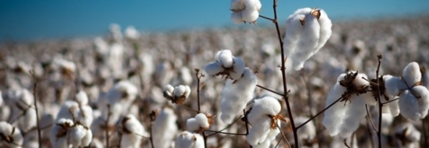 Safra 2016/17: USDA projeta novo aumento na safra global de algodão