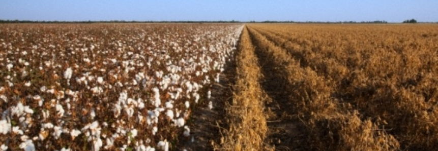 Exportações de algodão e soja contribuíram para maior saldo da Balança Comercial em janeiro, nos últimos 5 anos
