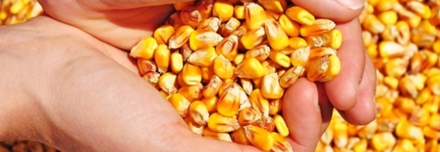 Milho: USDA reporta a venda de 363,488 mil toneladas