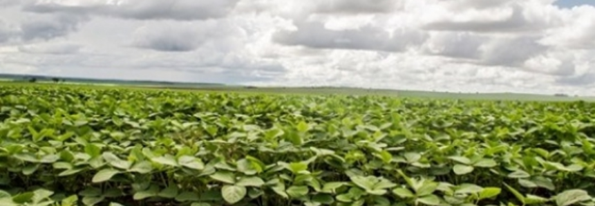 Dia de Campo em Maracaju apresenta variedades de soja para a próxima safra