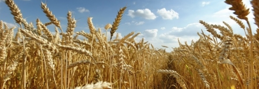 Importação brasileira de trigo cresceu 33% em 2016