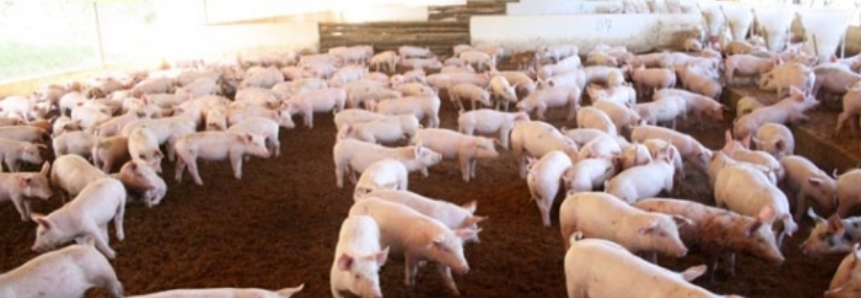 Mercado de suínos começa ano com preço em queda