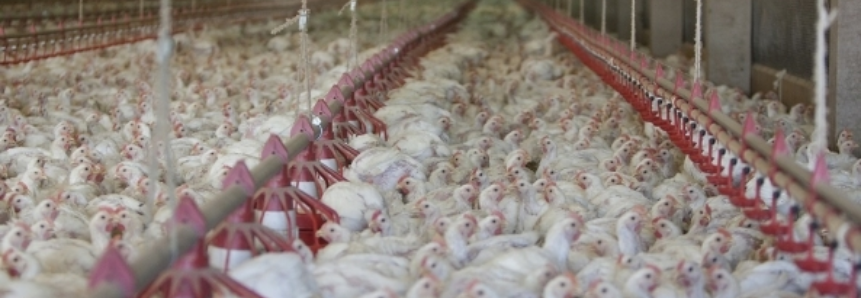 Custo de produção elevado da suinocultura e avicultura prejudica criadores de todo o país